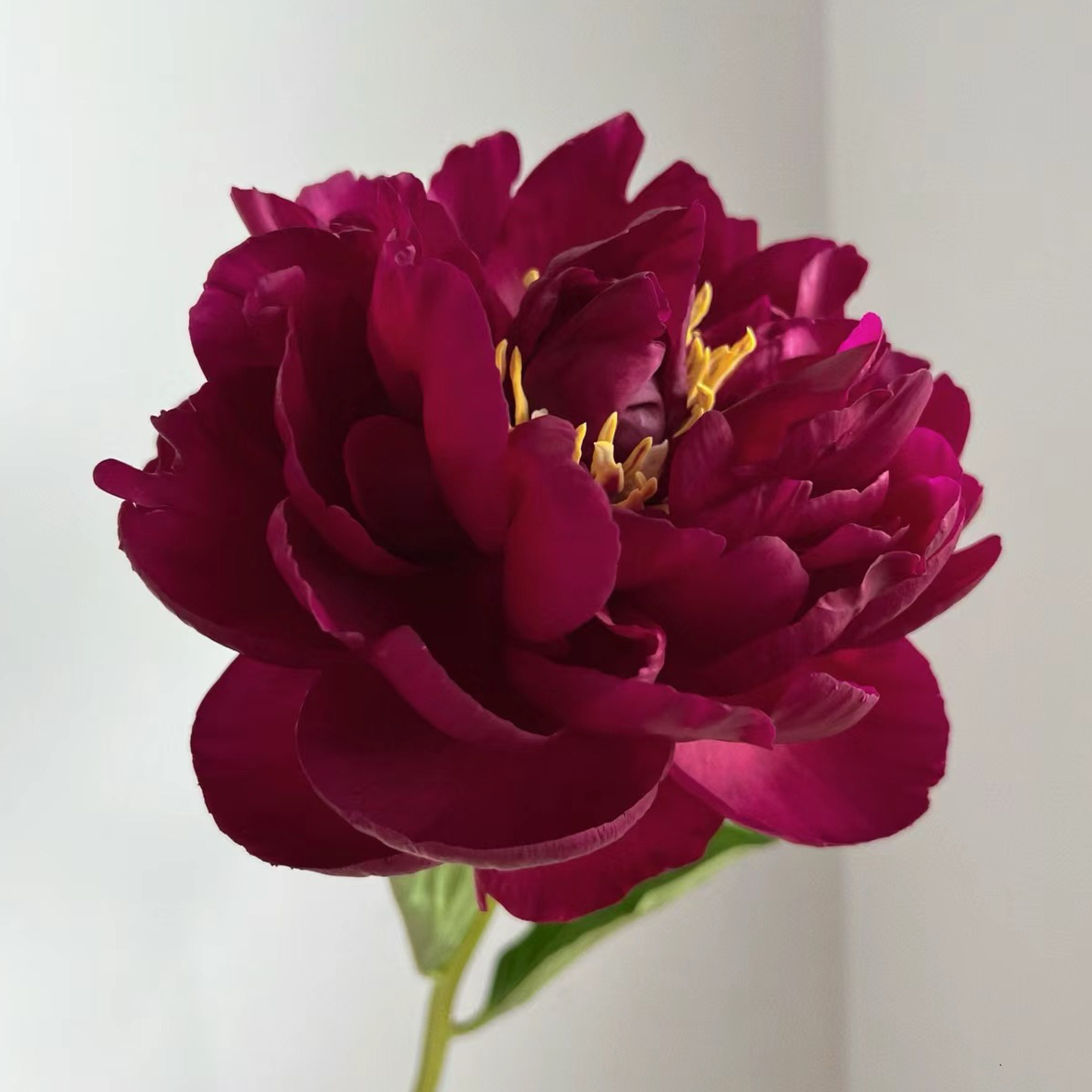 进口芍药 老忠诚 Officine鲜切花云南直发顺丰空运