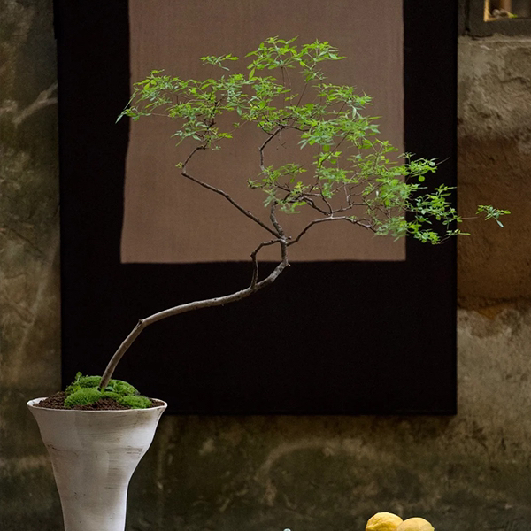 盆景选品（图片仅作参考）