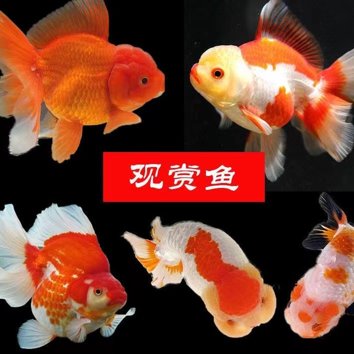 泰狮金鱼百褶活鱼观赏鱼冷水百褶裙玛丽f1养活鱼苗耐活精品好养