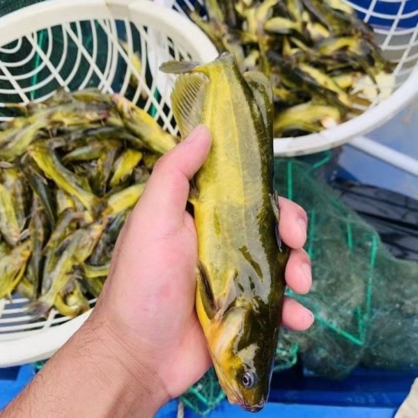 （顺丰空运）东北冷水嘎牙鱼4斤活鱼冰鲜发货保鲜不保活