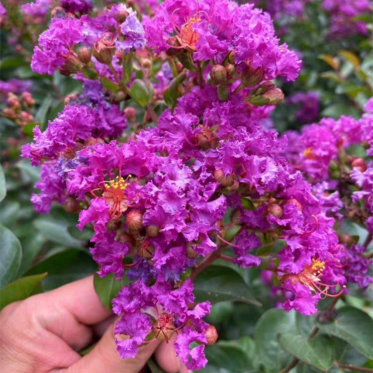 紫薇大苗丛生独杆地栽盆栽庭院别墅花苗