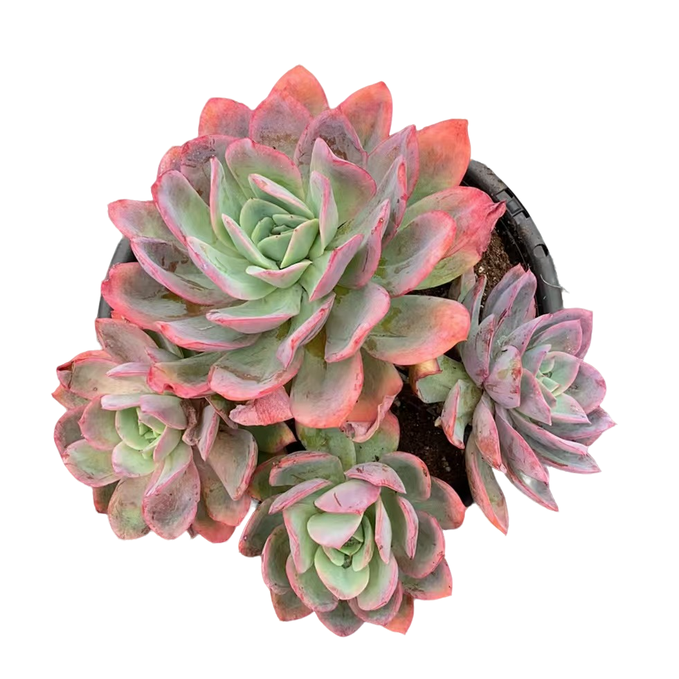 精品多肉【绮罗仙子】新手家庭空气净化植物