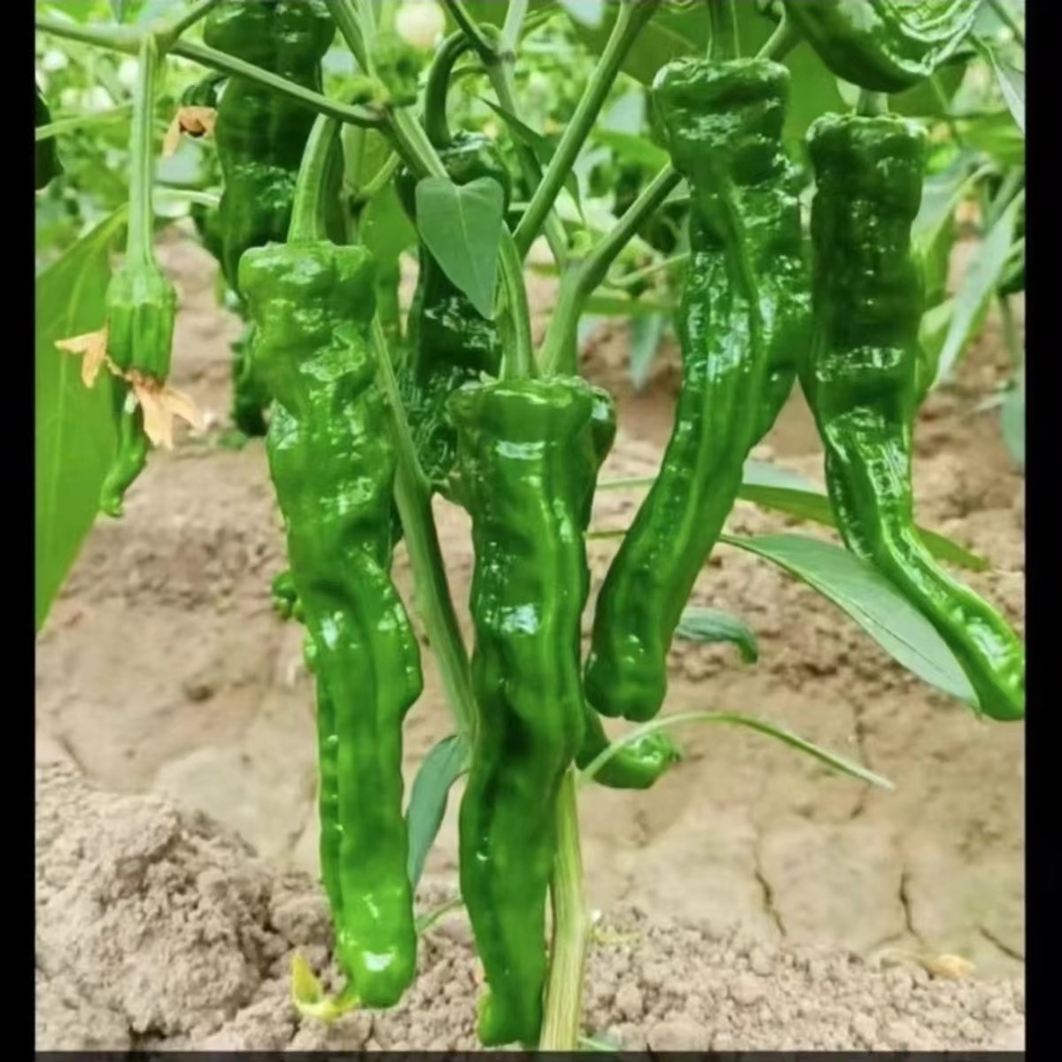 【顺丰包邮】东北农村笨辣椒  特辣尖椒 农家现摘现发500g