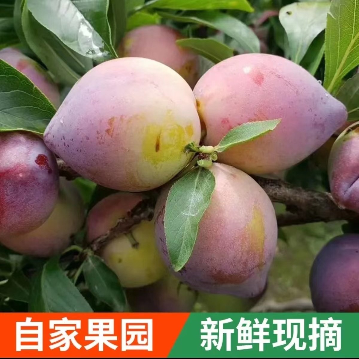 【顺丰空运】东北干碗李子，鸡心李子，吉盛李子现摘现发3斤