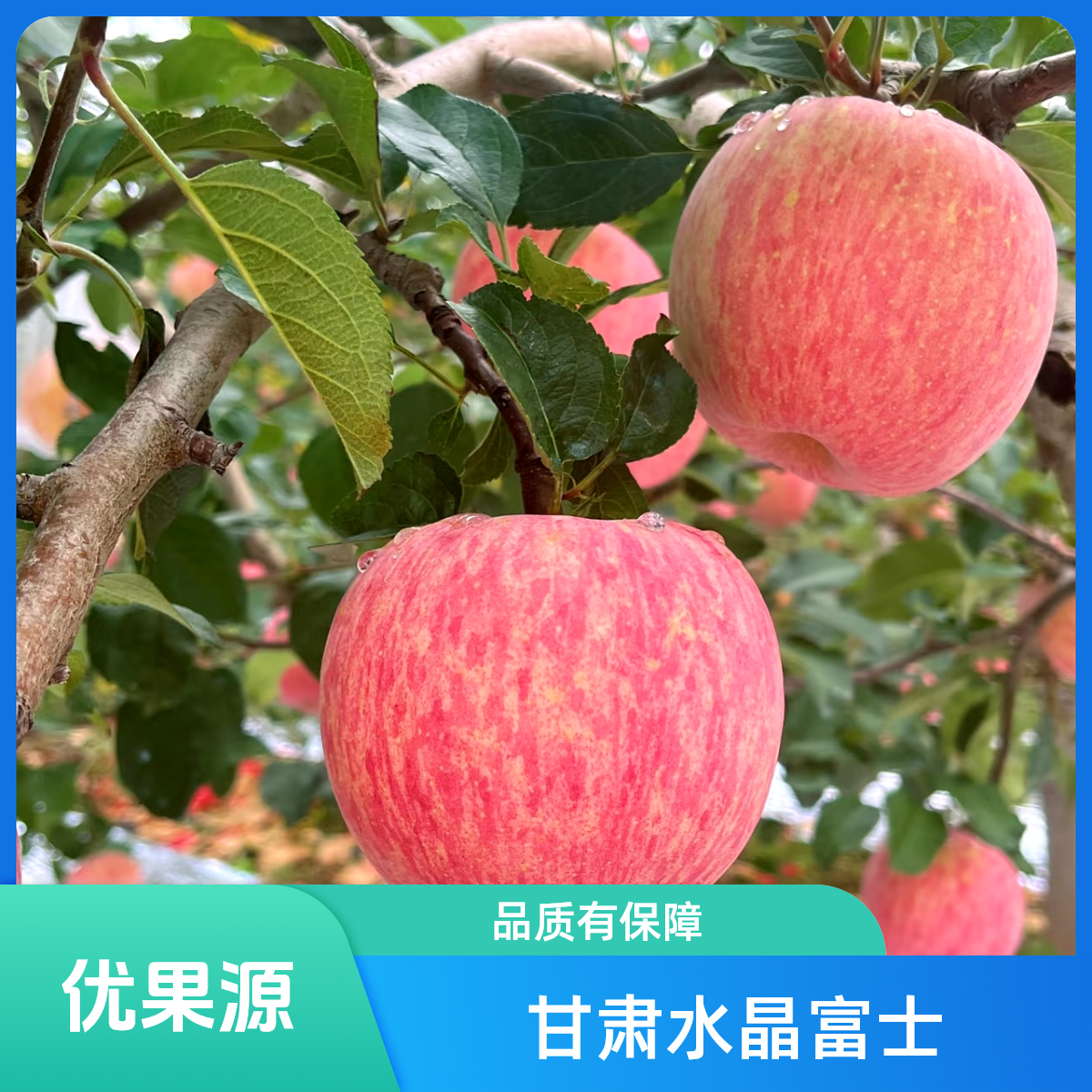 甘肃水晶红富士600g