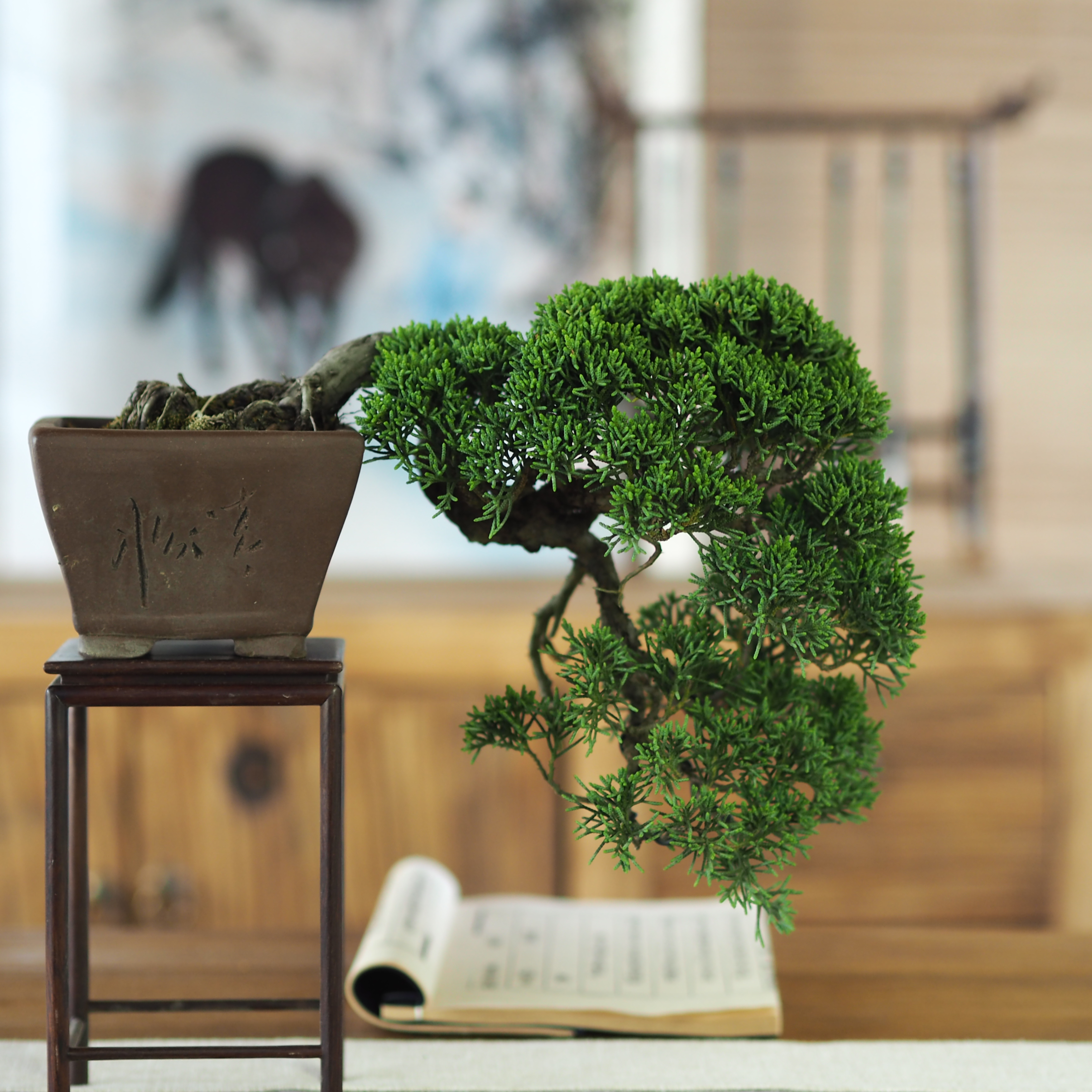 济州真柏盆景微型植物一物一拍老桩室内好养景观四季常青庭院盆栽