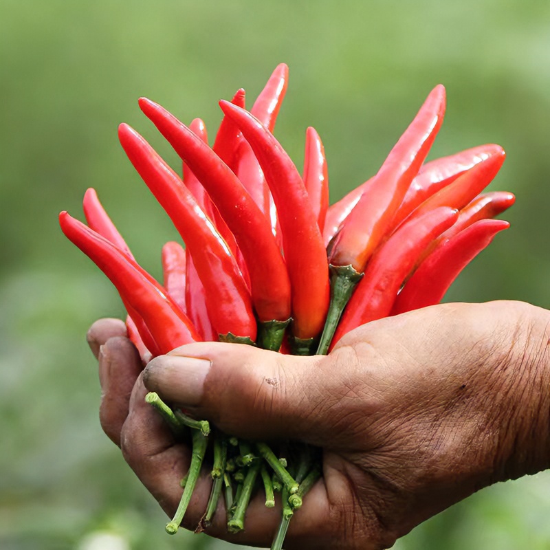 四川新鲜小米辣朝天椒泡椒现摘现发辣椒农家种植1斤/3斤/5斤