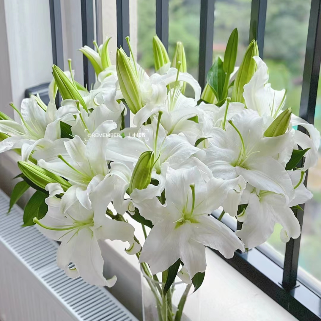 [西伯利亚香水百合】浓香型香水百合花满屋飘香高贵暖黄色顺丰包邮