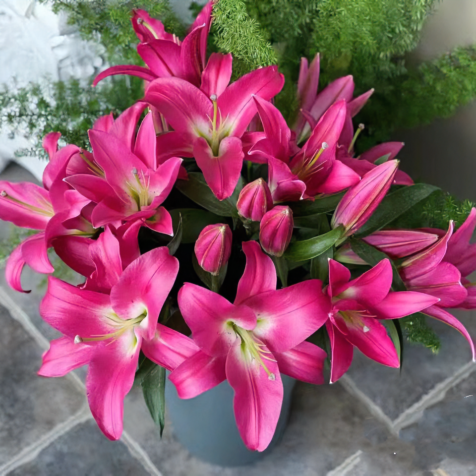 （竞争）优质红色香水百合花水生鲜切花，插花干净东北种植顺丰包邮