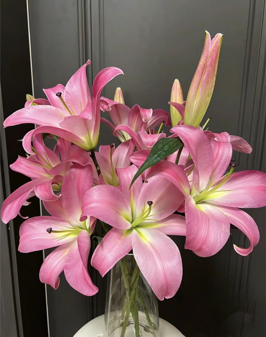 （圆舞曲）香水百合花水生鲜切花，插花干净东北产地顺丰包邮