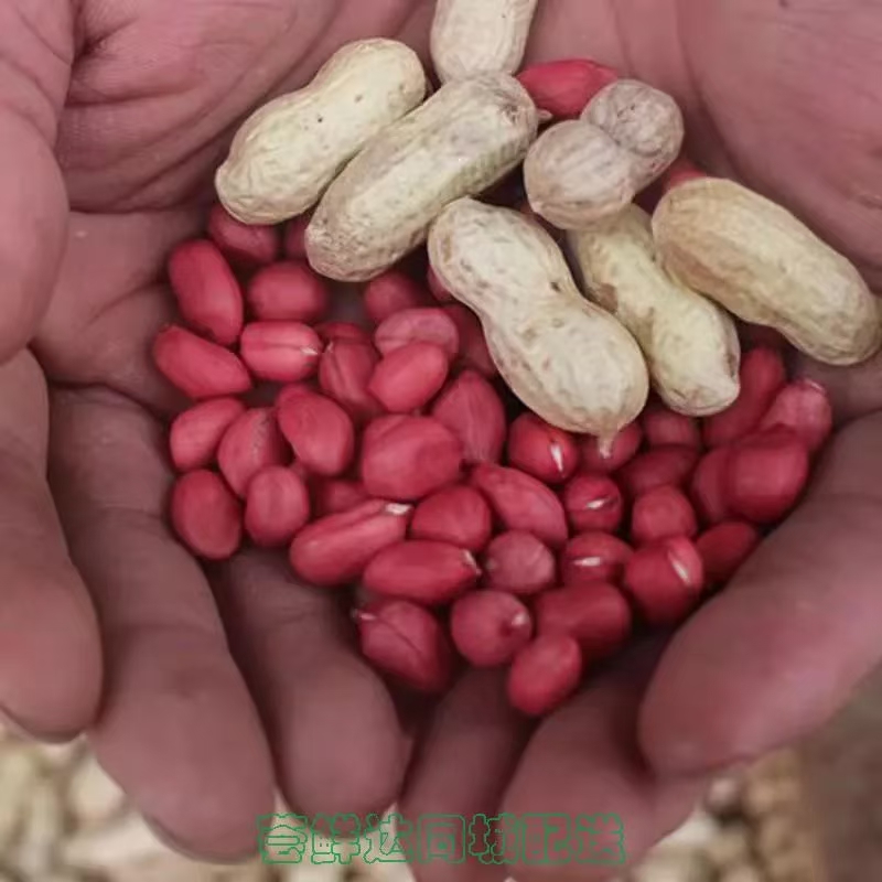 现炒红皮熟花生～2斤红米花生