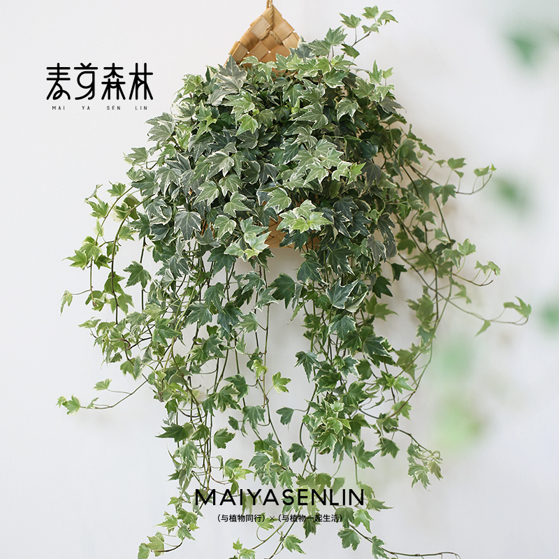 【花叶新款】常春藤季节精选新手懒人绿植垂吊创意室内阳台花园造型