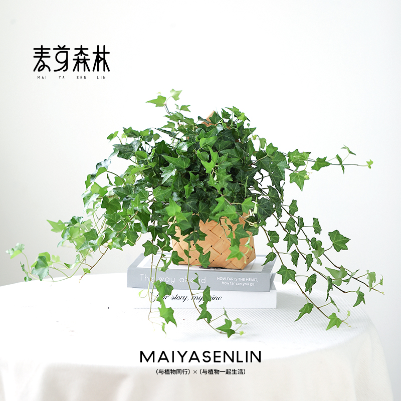 【枫叶短藤】枫叶常春藤挂墙高颜值爬藤盆栽植物净化空气除甲醛挂达