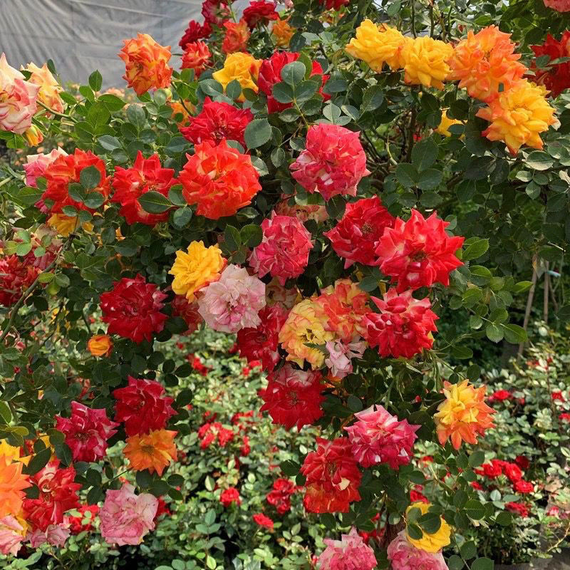 藤彩虹月季变色龙花庭院拱门阳台蔷薇爬墙藤本月季花苗四季开花