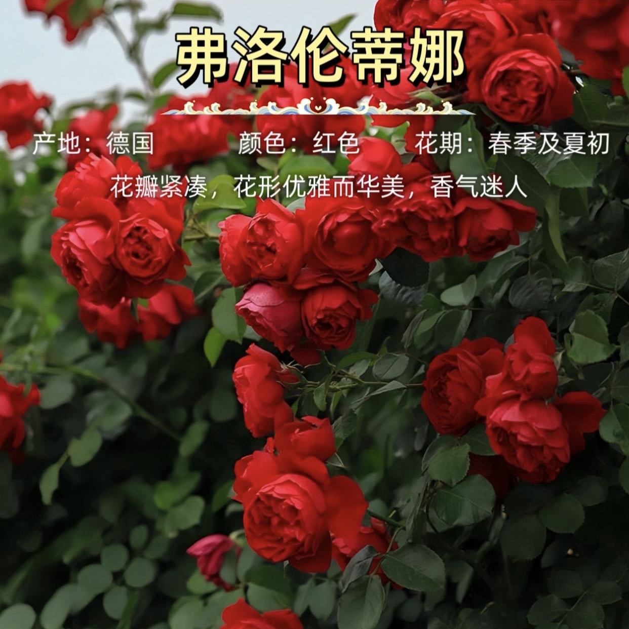 娇仙子佛罗伦蒂娜爬藤月季正红四季开花庭院露台别墅围墙新鲜花卉