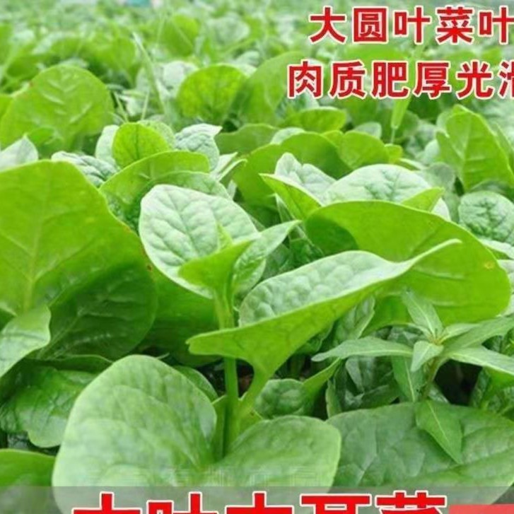 【大叶木耳菜】高产种子四季种植阳台盆栽田园菜籽速生豆腐菜春种球