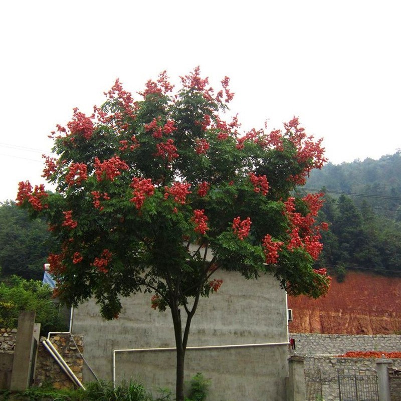 室外花卉植物. 栾树苗 黄山栾树 北京栾树 绿化苗木庭院 风景树