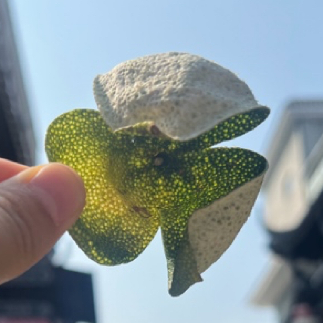 新会特产陈皮天马茶坑圈枝老树大青皮薄身油皮