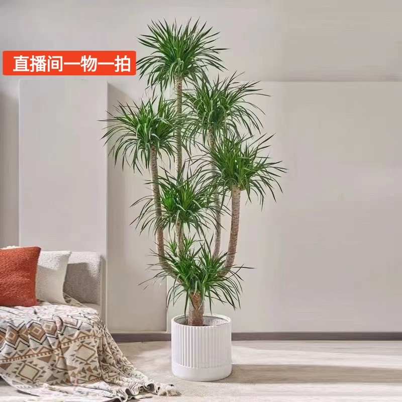 龙血树室内绿植多头龙须树龙铁树客厅绿植室内大型龙血树植物盆栽
