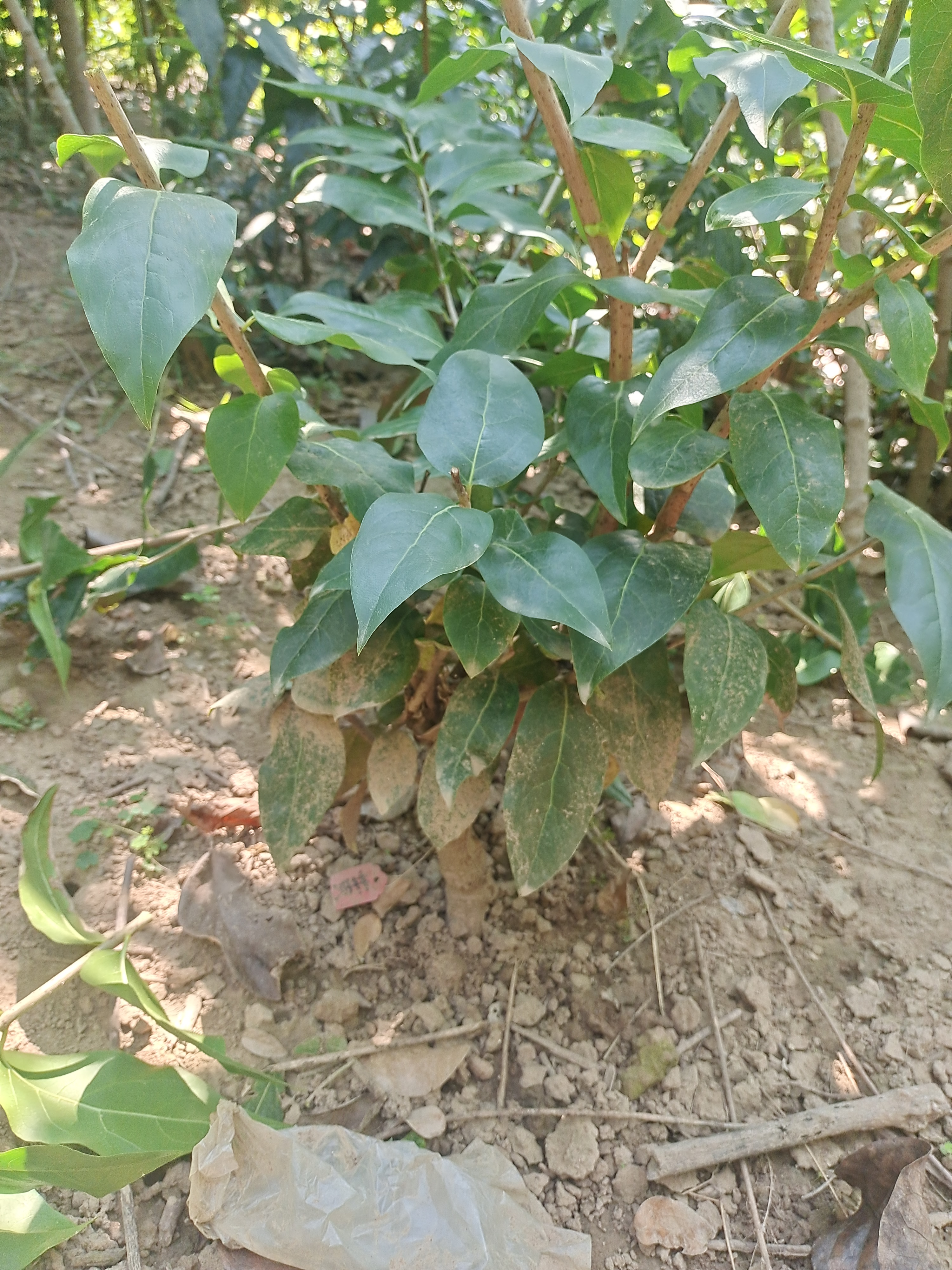 鄢陵腊梅  直播专用链接 新僵，青海，内蒙偏远地区不支持发货！