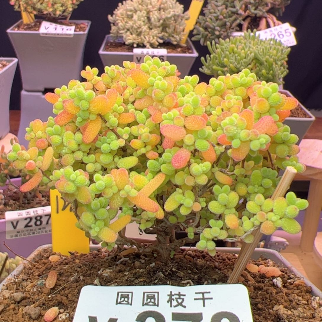 v278蜜桔糖球满28包邮