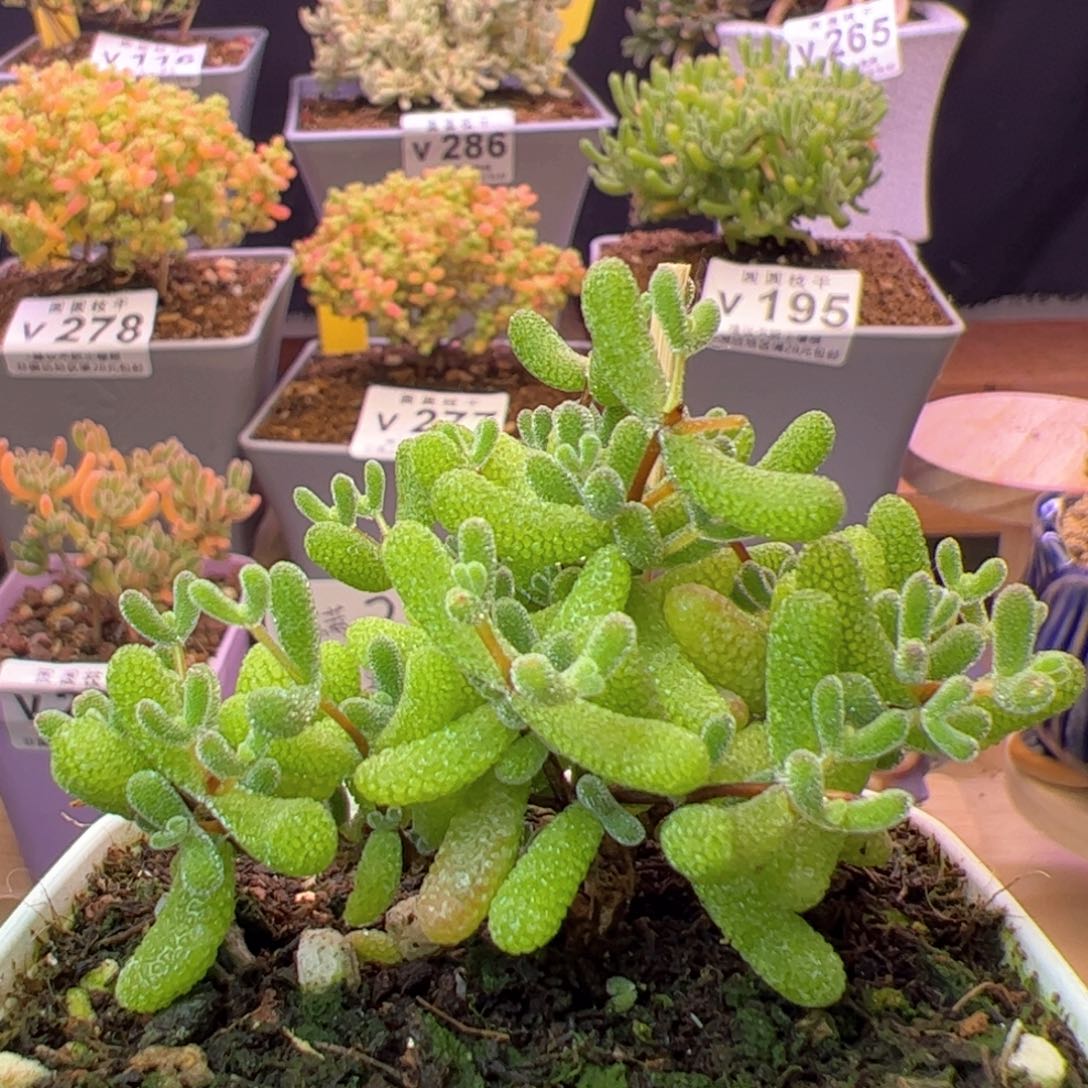 v280翡翠满28包邮