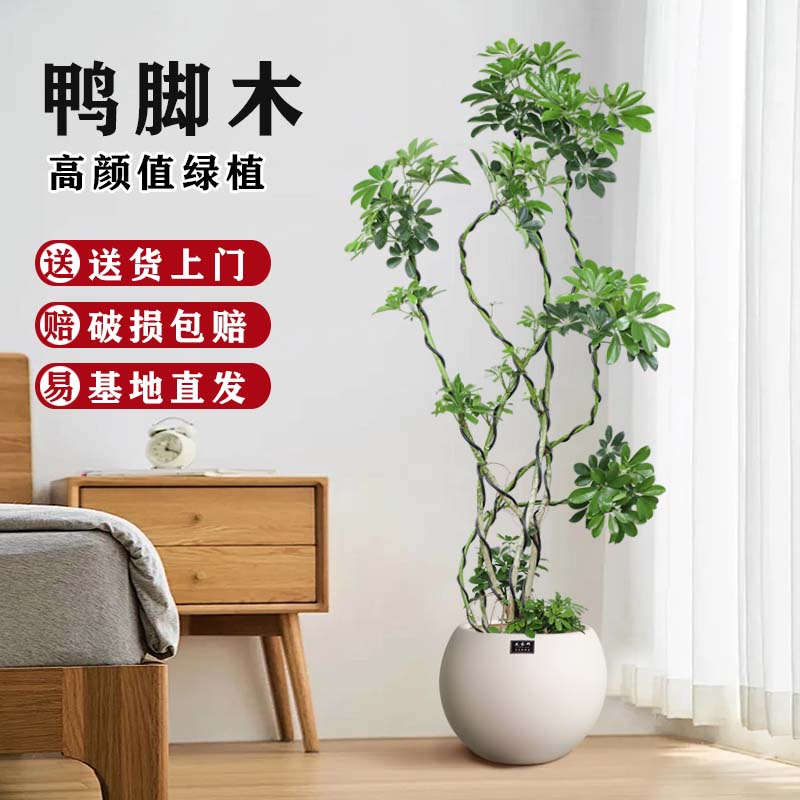 鸭脚木室内大型落地绿植四季常青净化空气老桩好养造型植物