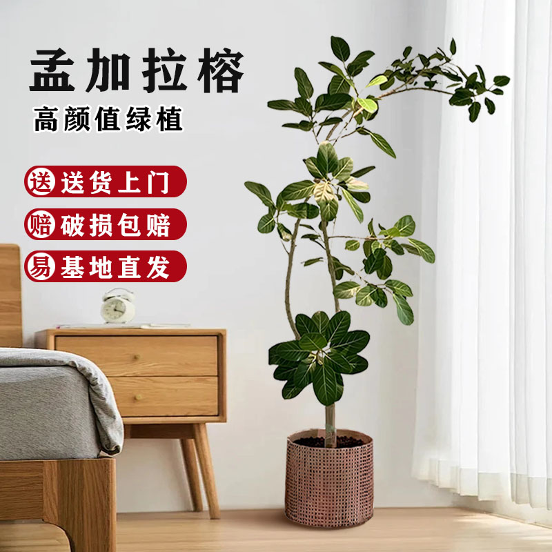 网红孟加拉榕盆栽室内客厅大型绿植高山榕黄金榕树落地旺宅真花树