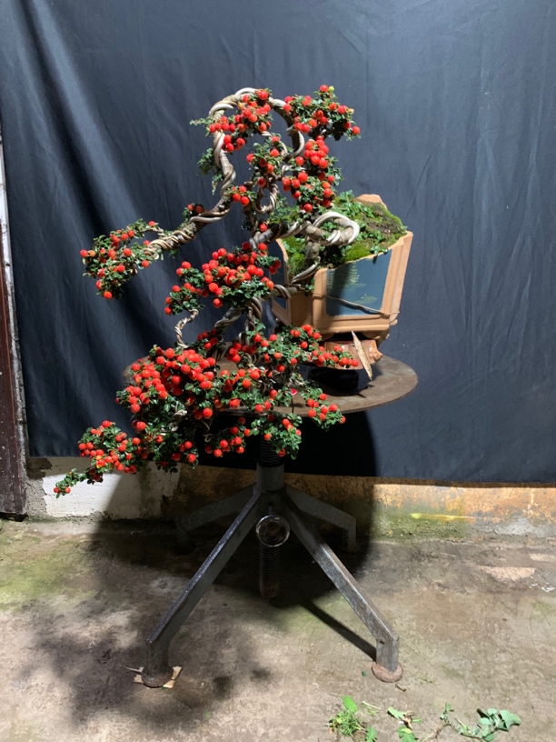 白花珍珠米叶荀子直播链接平时勿拍