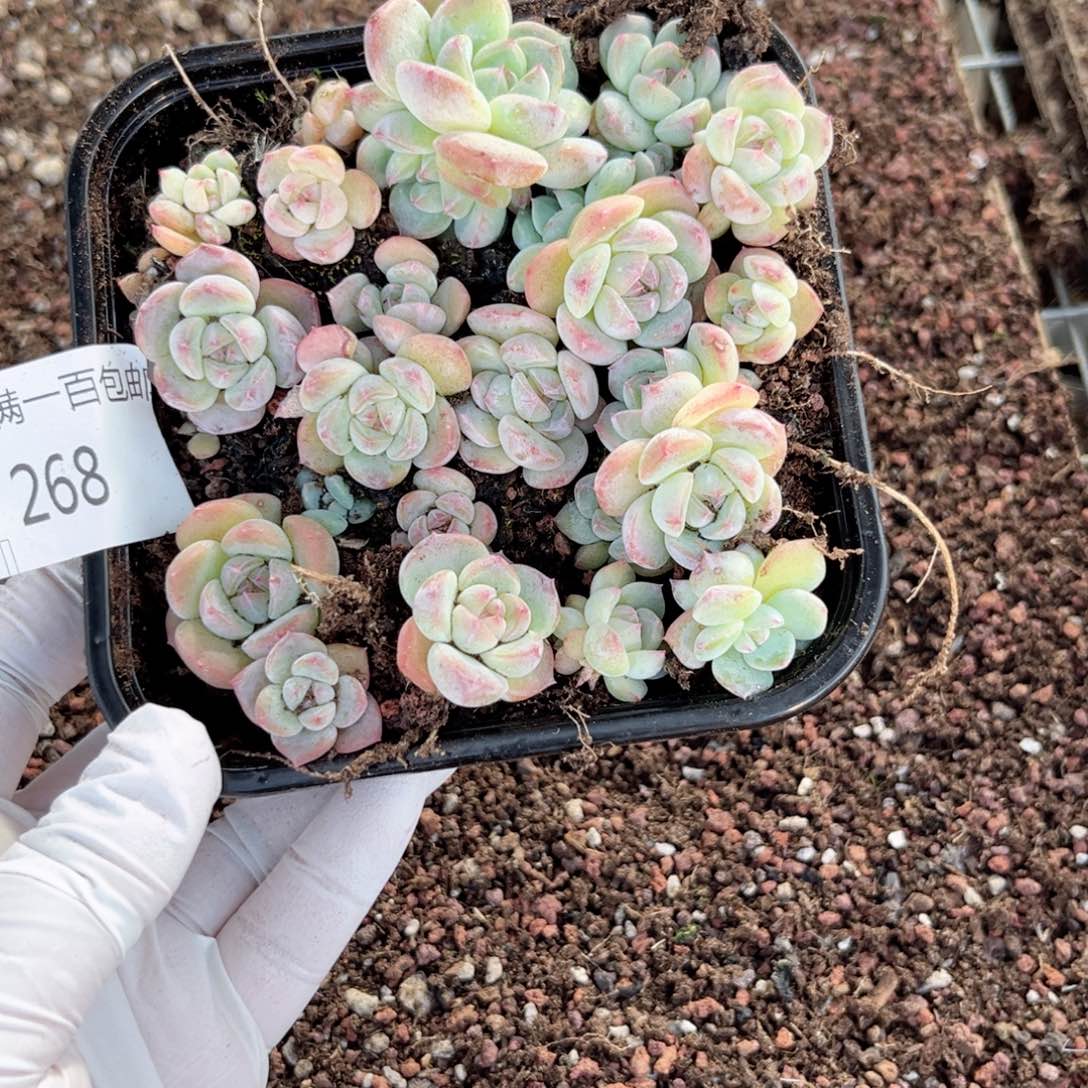 糖心一物一拍268