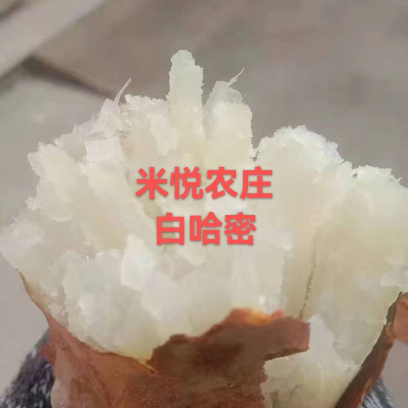 白哈蜜白金蜜薯如蜜 回头客级多 蒸煮烤炸保甜糯 五斤1至两个包邮