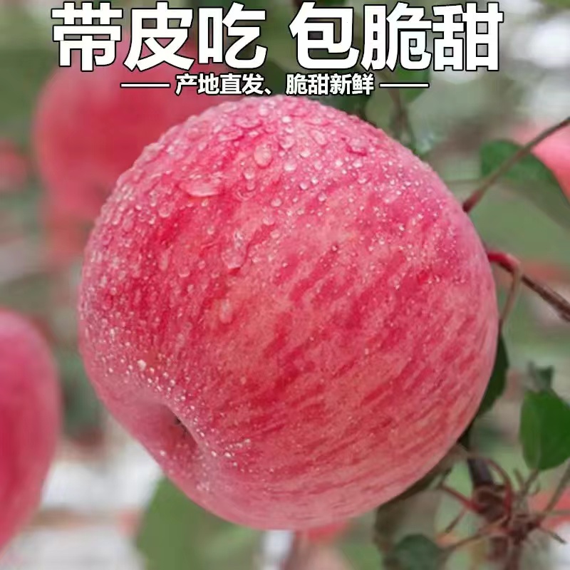 觅上【现摘现发】正宗陕西红富士苹果新鲜水果当季脆甜苹果包邮C