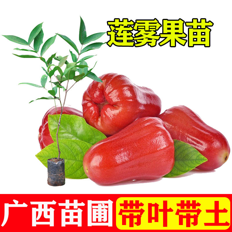莲雾黑金刚大叶红黑糖芭比莲雾苗嫁接苗南北方盆栽地栽苗当年结果