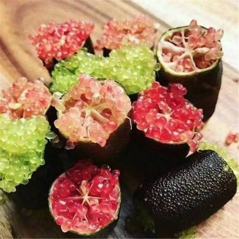 手指柠檬果树苗嫁接苗水果鱼子酱香槟红沃科普四季红苗盆栽地栽苗