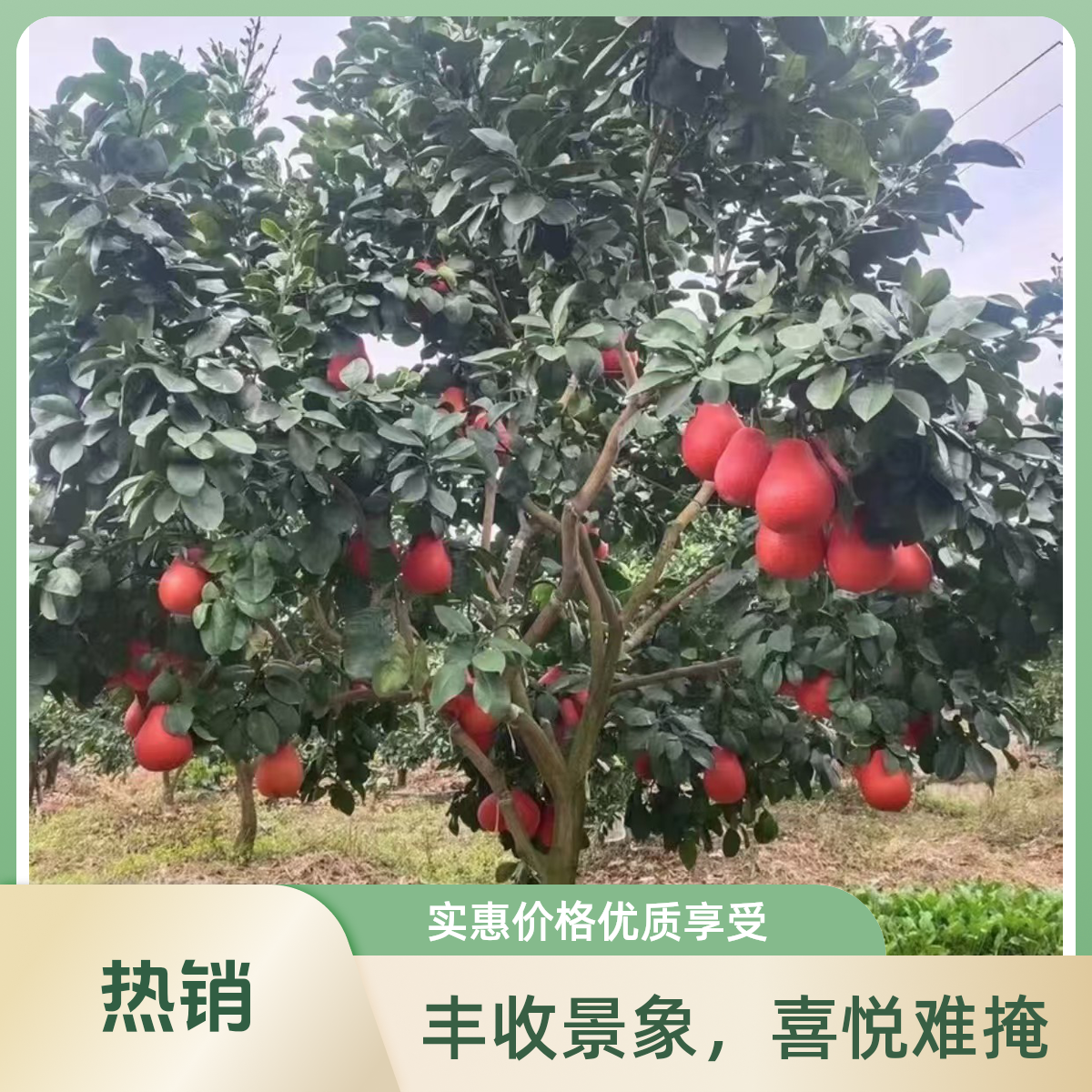 正宗中国红柚优质水果苗耐寒耐热南北均可种植