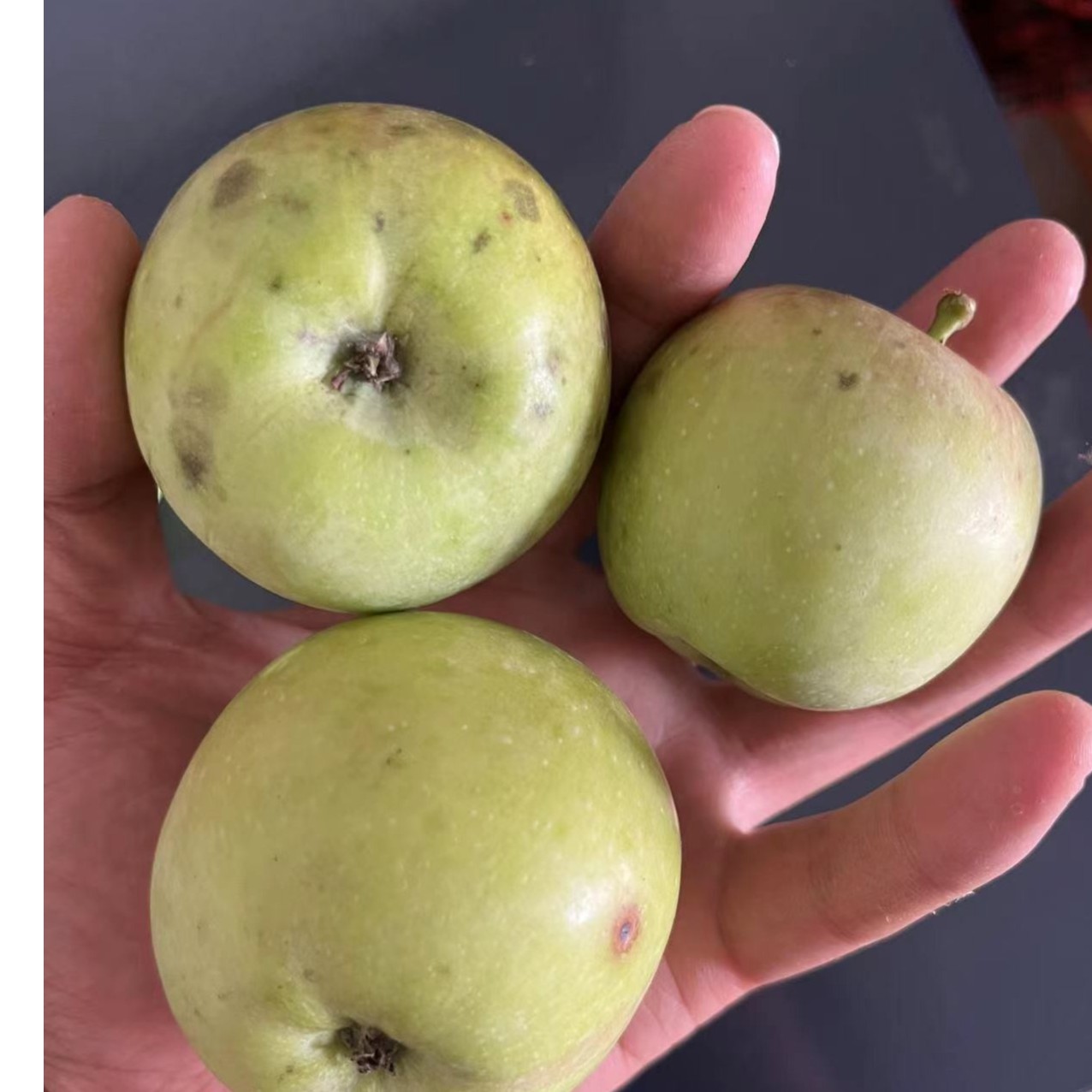 重庆高山农村自种老品种土苹果2500g