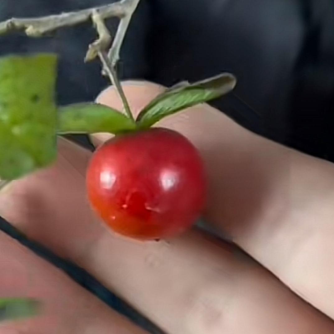 老鸦柿绿植盆栽苗