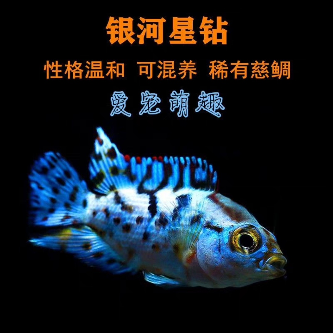 银河星钻三湖慈鲷短鲷美洲慈鲷精品热带鱼观赏鱼淡水鱼新手易养