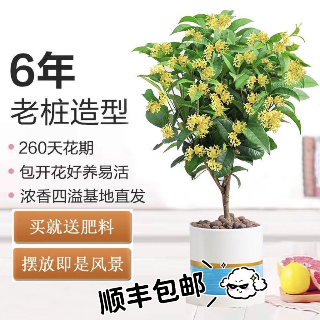 四季桂花月月桂盆栽地栽花期长室内外阳台种植好养精品花卉花香