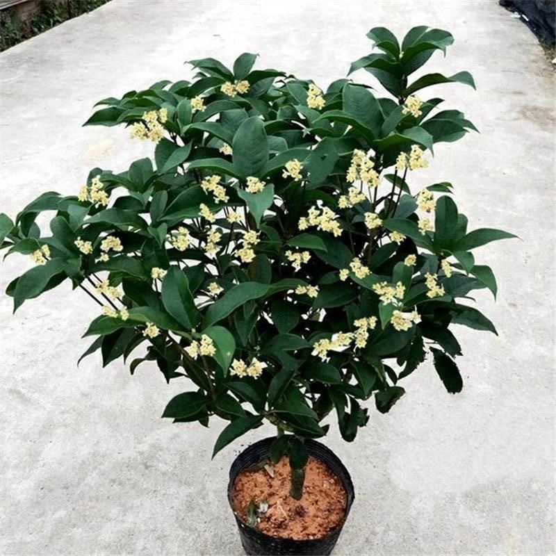 四季桂花树月月桂精品原生苗6年半