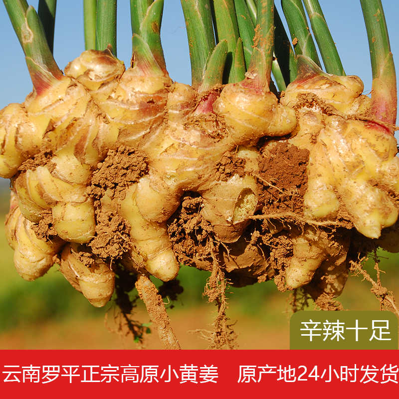 罗姜缘云南罗平小黄姜生姜辛辣鲜香1斤/9斤高山种植