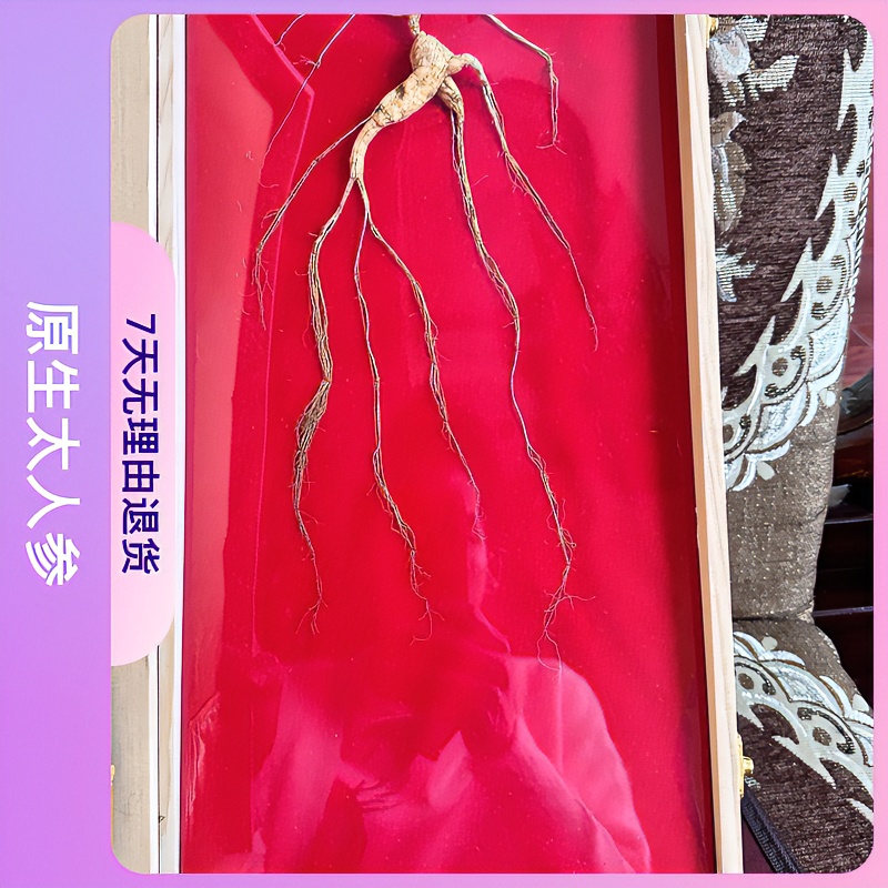 永德兴山参系列特级二级9-11克山参芦头长大山参林下参