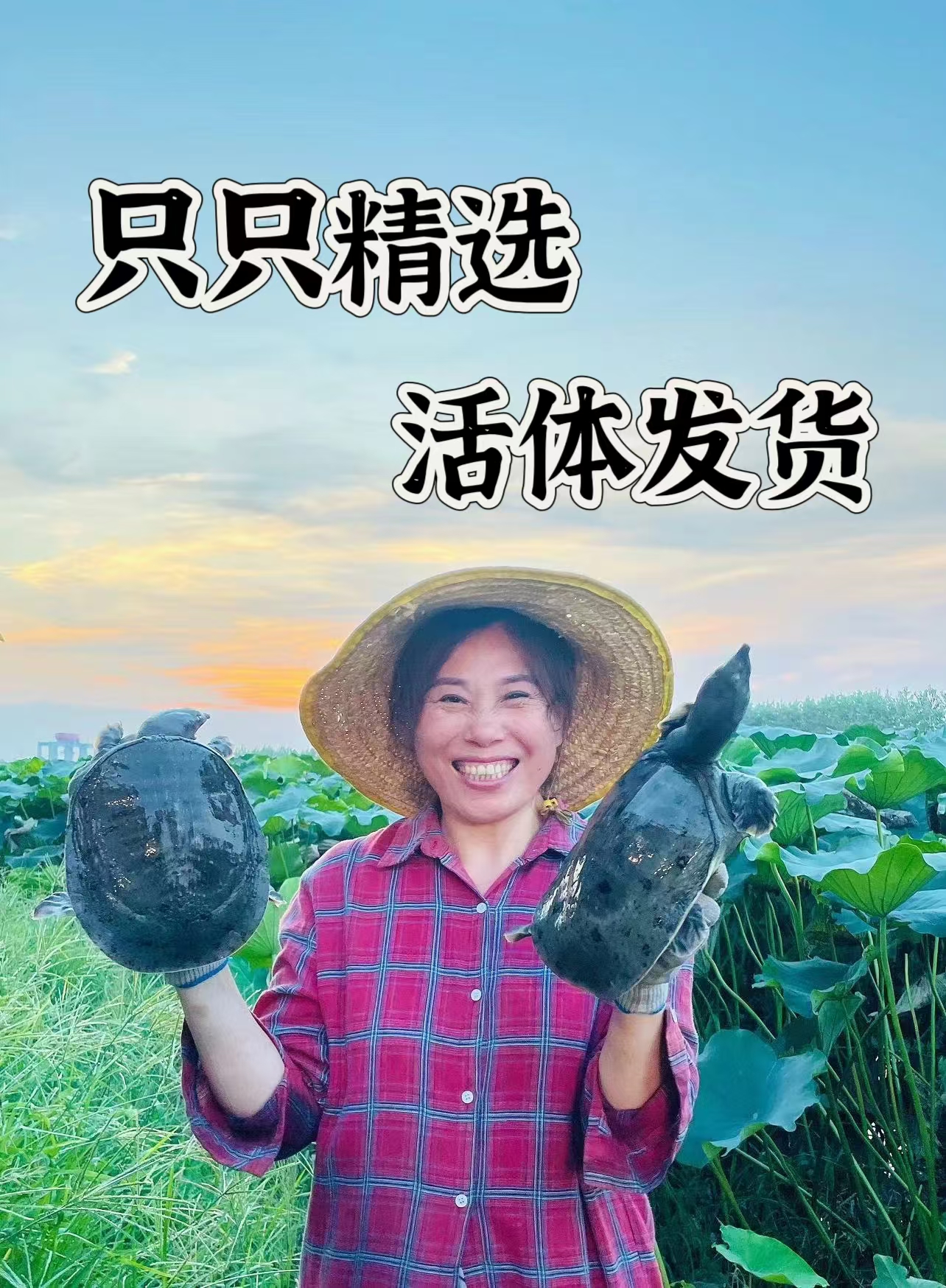湖北基地生态老甲鱼营养丰富【顺丰包邮】