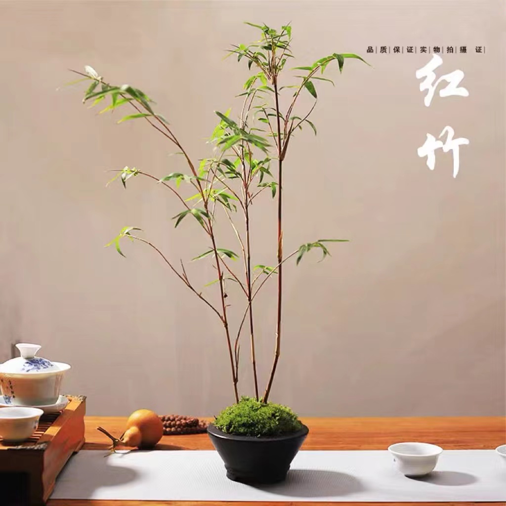 福利2【直播间专属链接】一物一拍红观音竹高雅观赏室内绿植