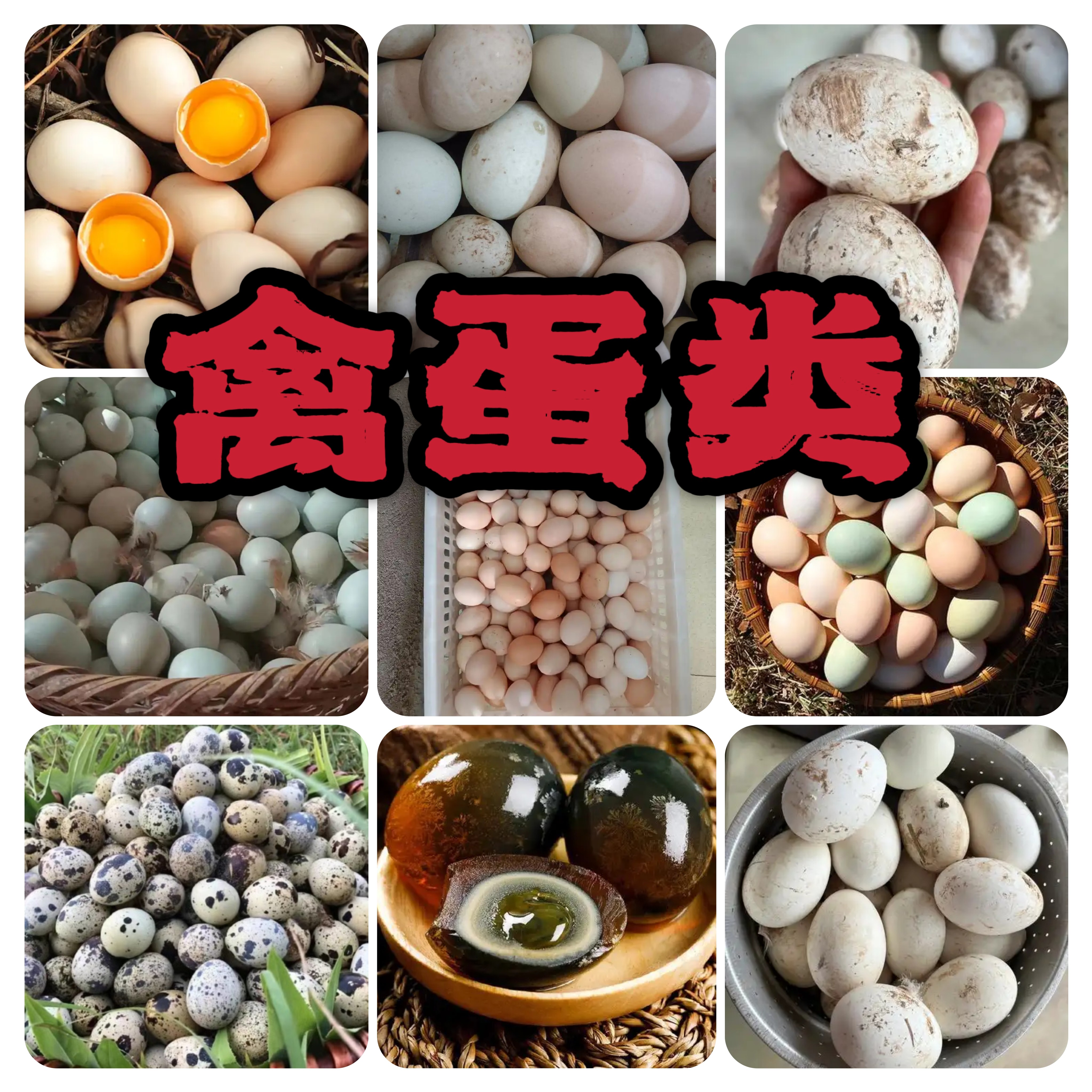 本地乡村农家家禽鸡鸭鹅蛋