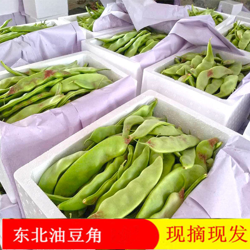 正宗东北油豆角一点红豆角每天新鲜蔬菜九月青现摘现卖开锅烂包邮