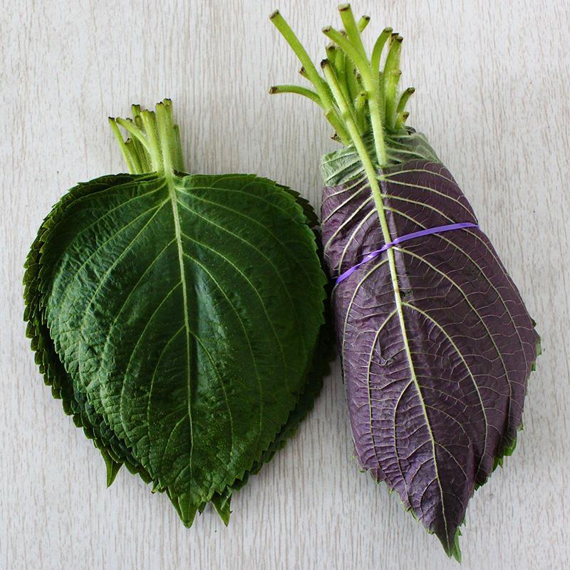 东北特产苏子叶新鲜食用包饭包邮韩国烤肉绿色蔬菜苏菜叶紫苏菜叶