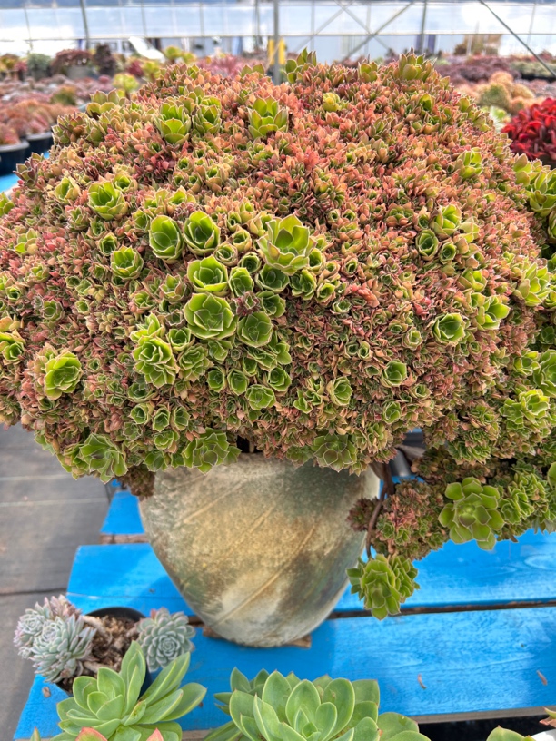多肉植物法师玫瑰缀化，整版，老桩全朵朵