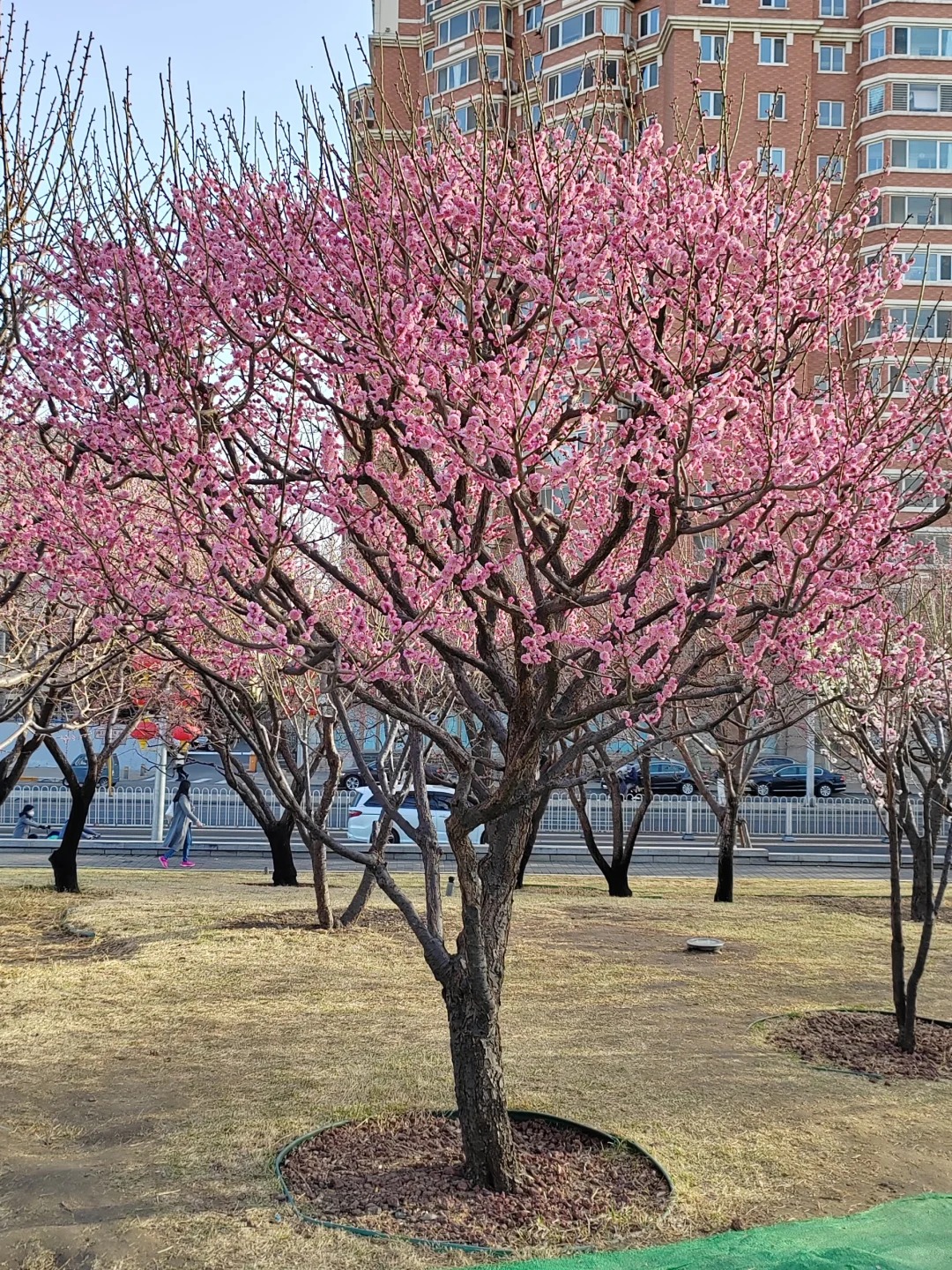 【一物一拍】杏梅 苗木基地批发园艺树苗