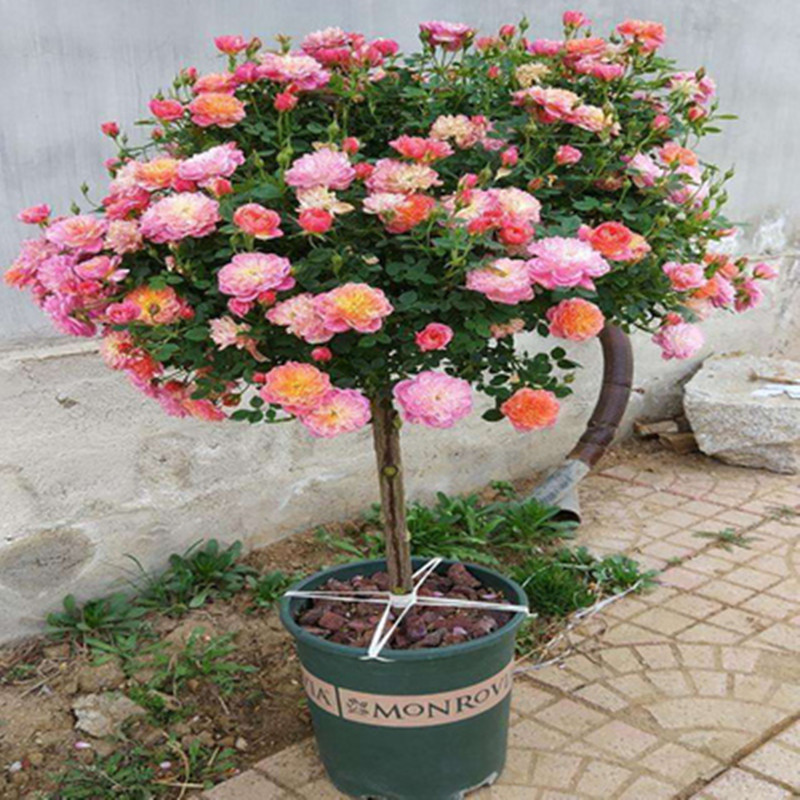 【躲躲藏藏】棒棒糖树桩月季阳台庭院种植